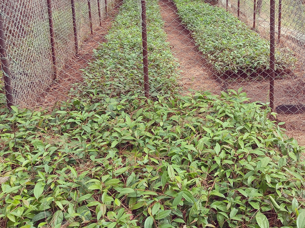 डिभिजन वन बैतडीको नर्सरीमा एक लाख बोटविरुवा, निशुल्क वितरण गरिँदै 